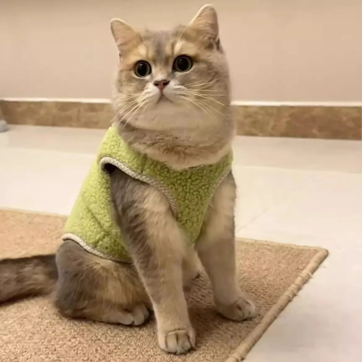 Gilet thermique en peluche pour chats