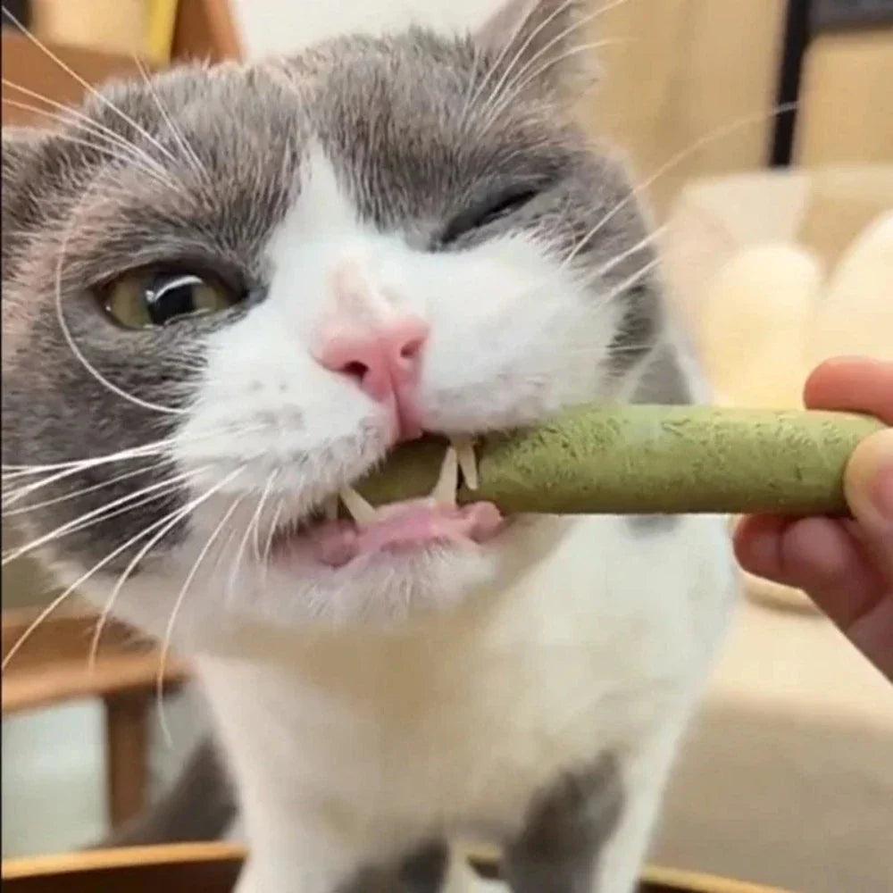 Bâtonnets de Graminées Comestibles pour Chats