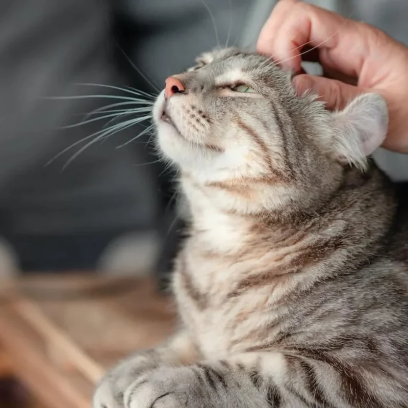 Diffuseur de Phéromones Apaisantes pour Chats